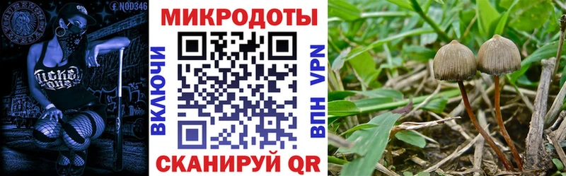 где купить   Ивангород  Псилоцибиновые грибы Psilocybe 